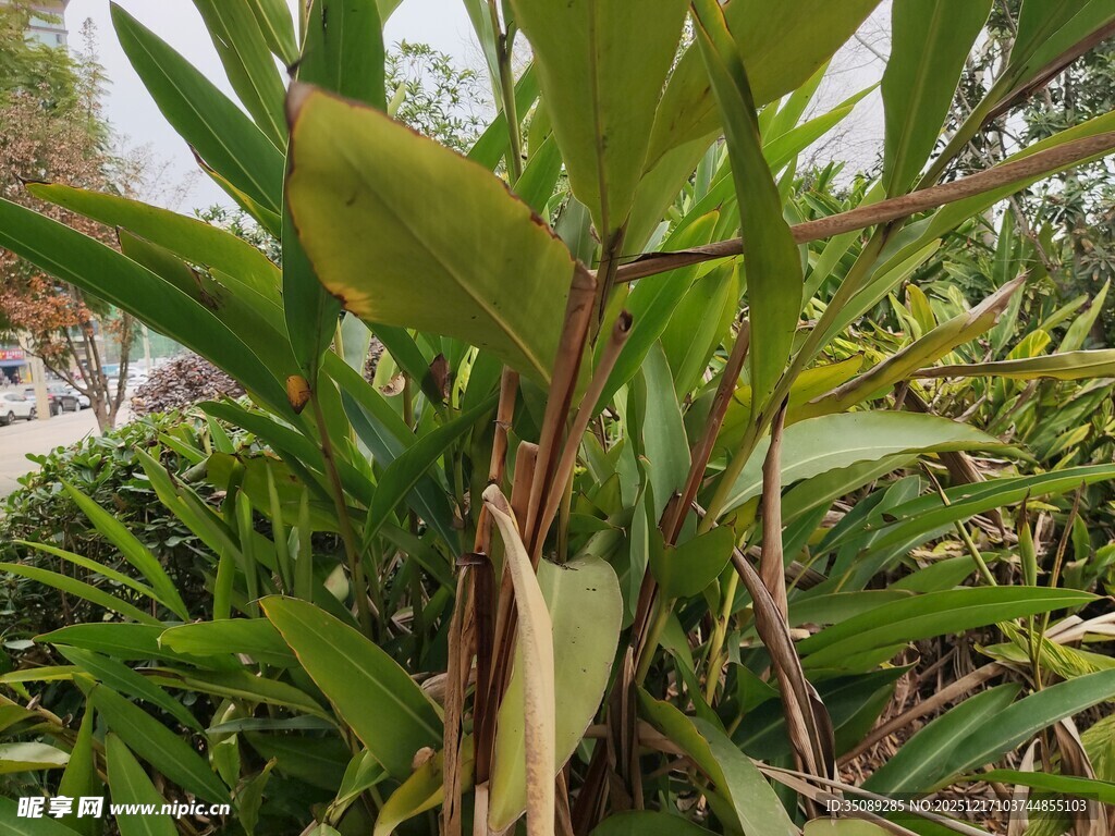 翠绿芭蕉植物特写