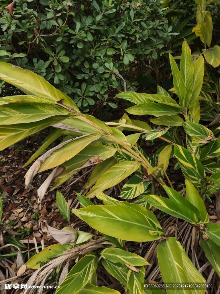 翠绿植物叶片特写