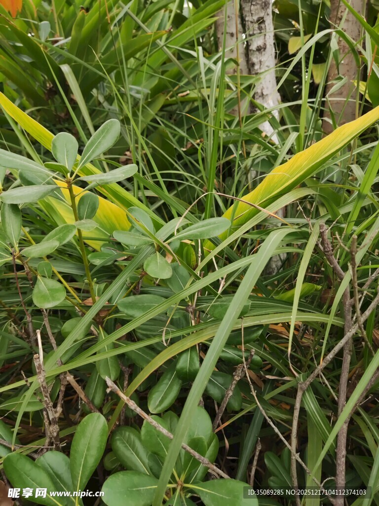 繁茂绿植中的黄色植物