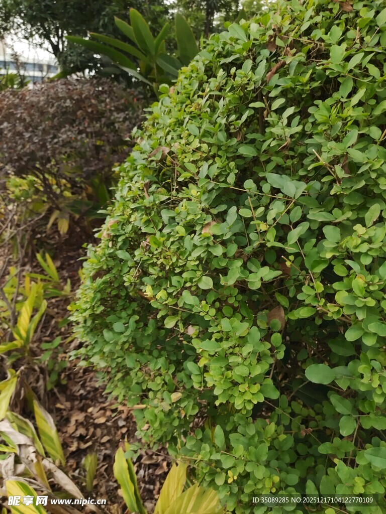 翠绿繁茂的灌木植物