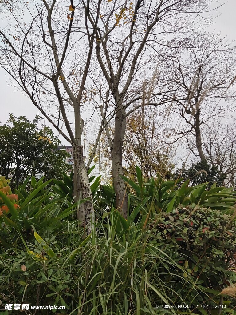 冬日园林中的枯树与绿植