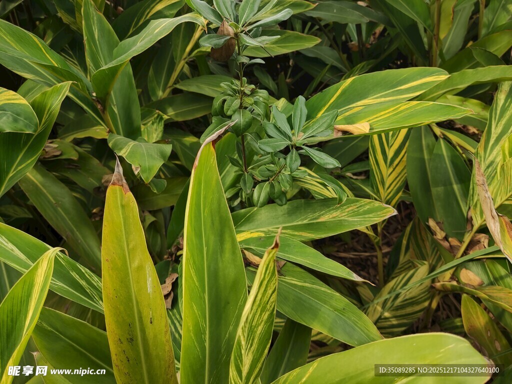 翠绿繁茂的多样植物景观