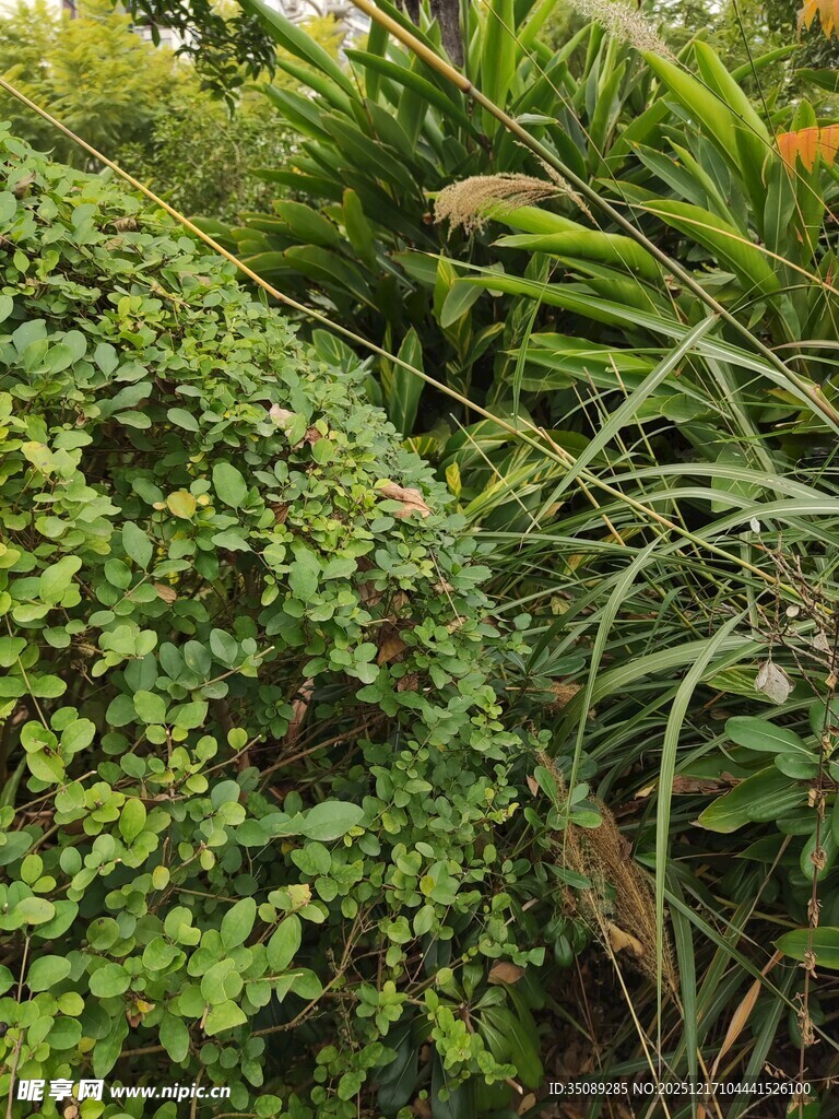 繁茂绿植景观
