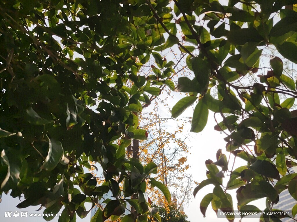 透过树叶见天空