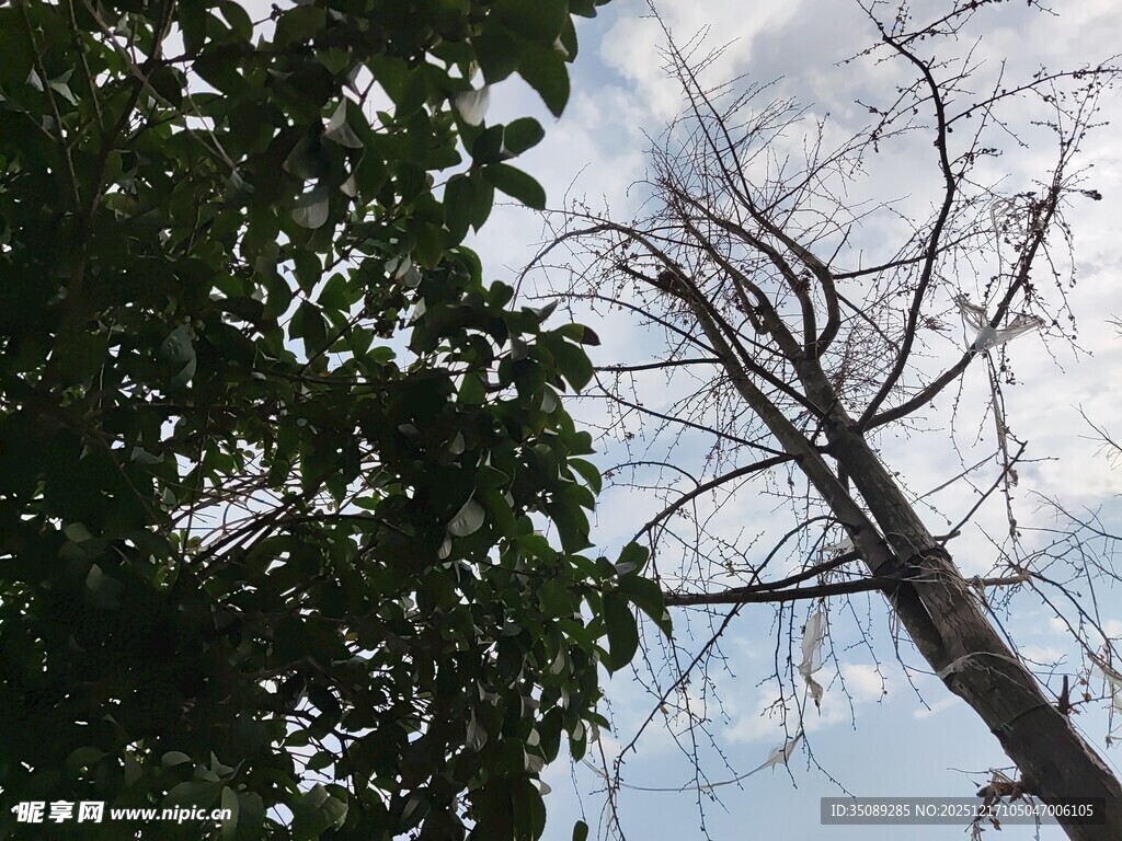 枯树与绿树的天空景象