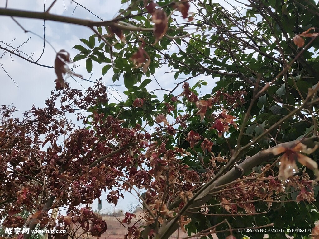 枝头红叶尽显秋日风情