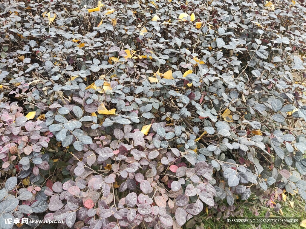多彩叶片植物景观