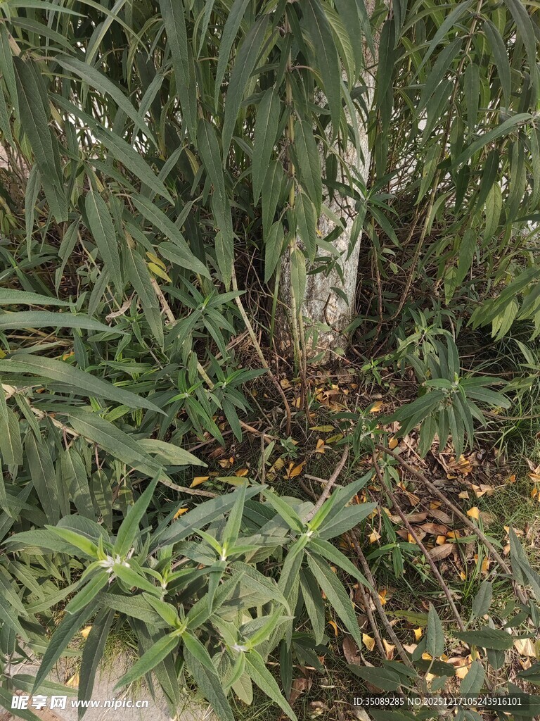 茂密绿植景观