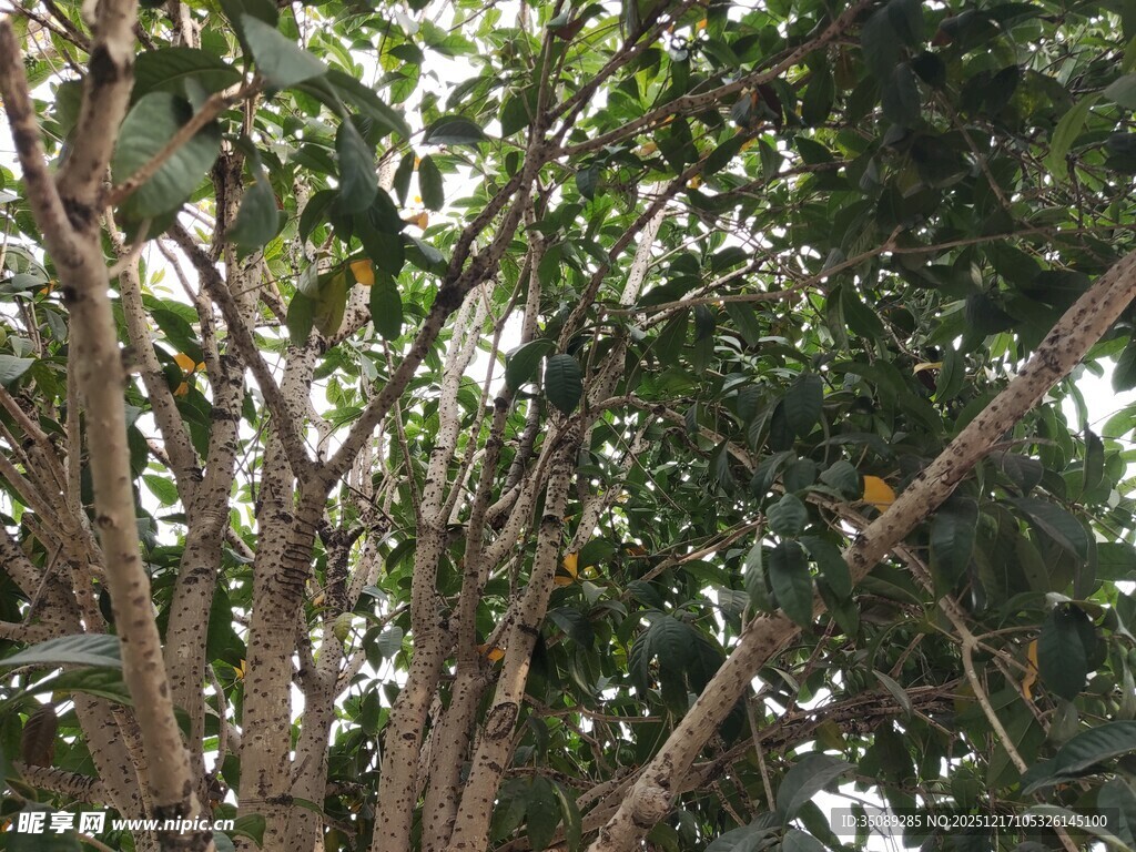 繁茂树林中的枝叶景观