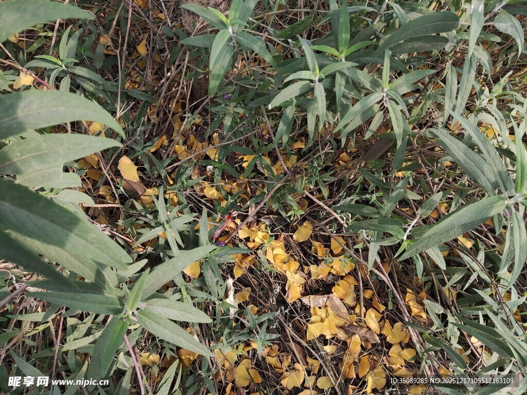 地上散落的黄色果实