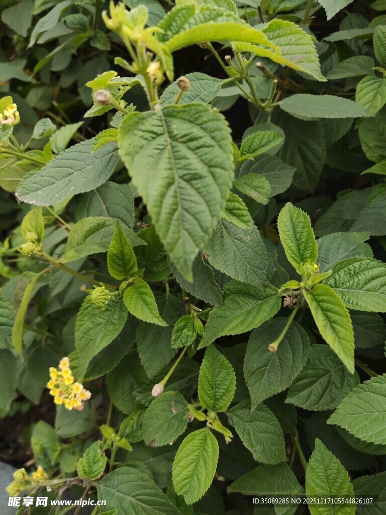 绿叶黄花的清新植物