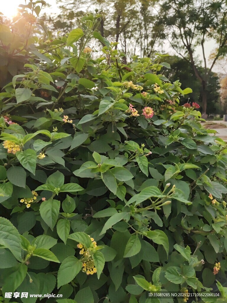 阳光下繁茂的绿植花卉