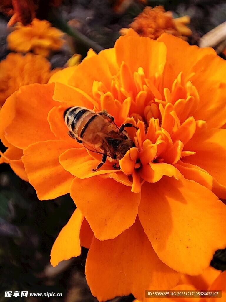 蜜蜂采蜜于橙色万寿菊