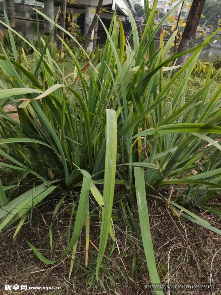 野外生长的绿色细长植物