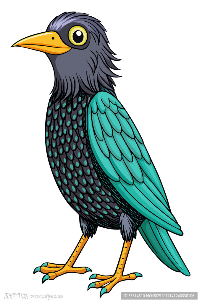 彩色八哥插画
