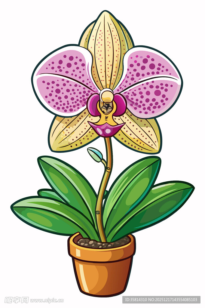 盆栽蝴蝶兰插画