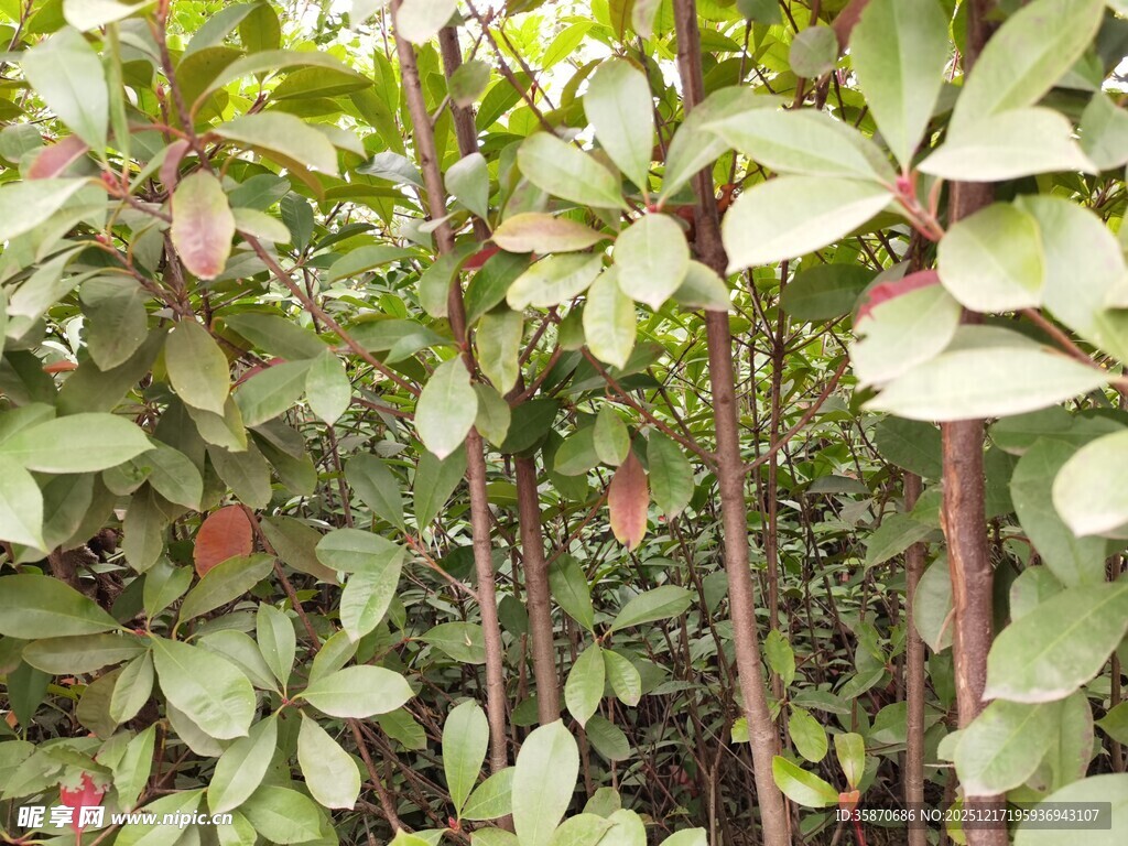 茂密绿植中的特色植物