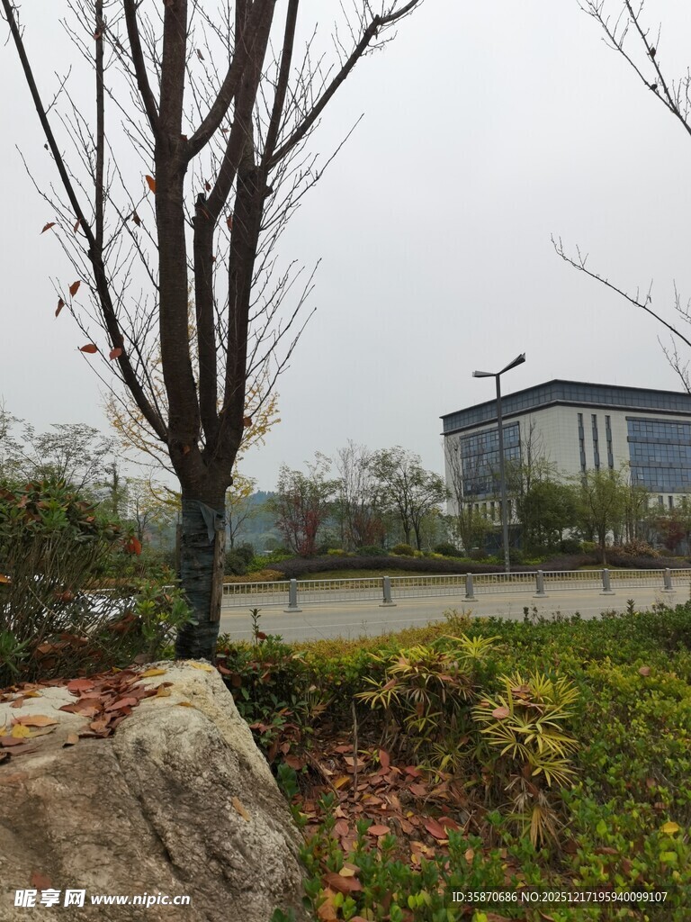 户外景致中的树木与建筑