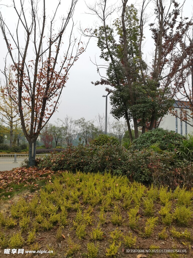 户外多彩植物景观