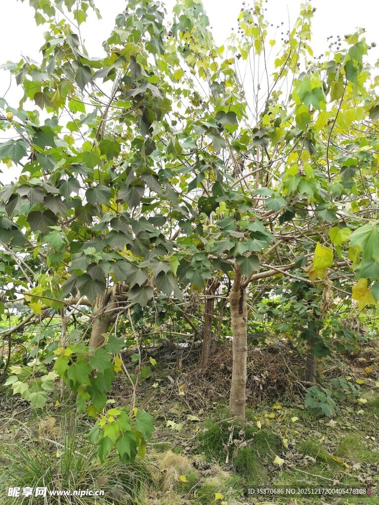 茂密树林中的繁茂绿植