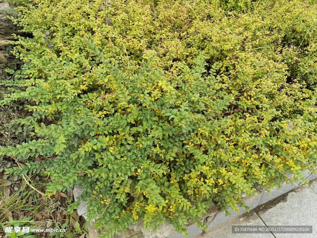 翠绿繁茂的灌木丛