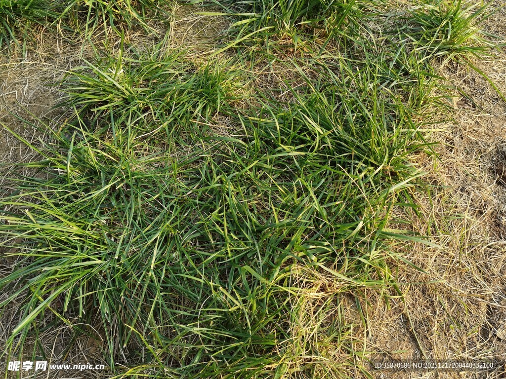 嫩绿小草破土而出