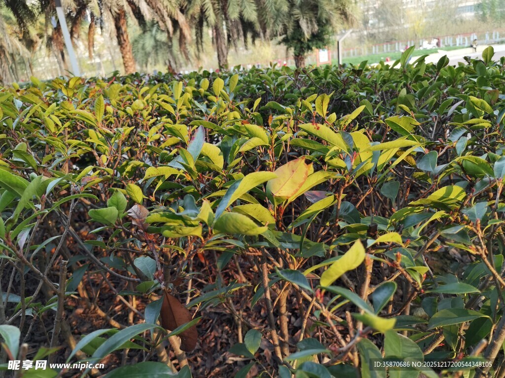 绿叶繁茂的植物景观