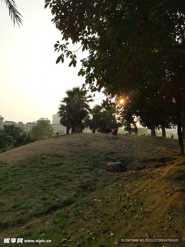 黄昏下的草地与树木景观