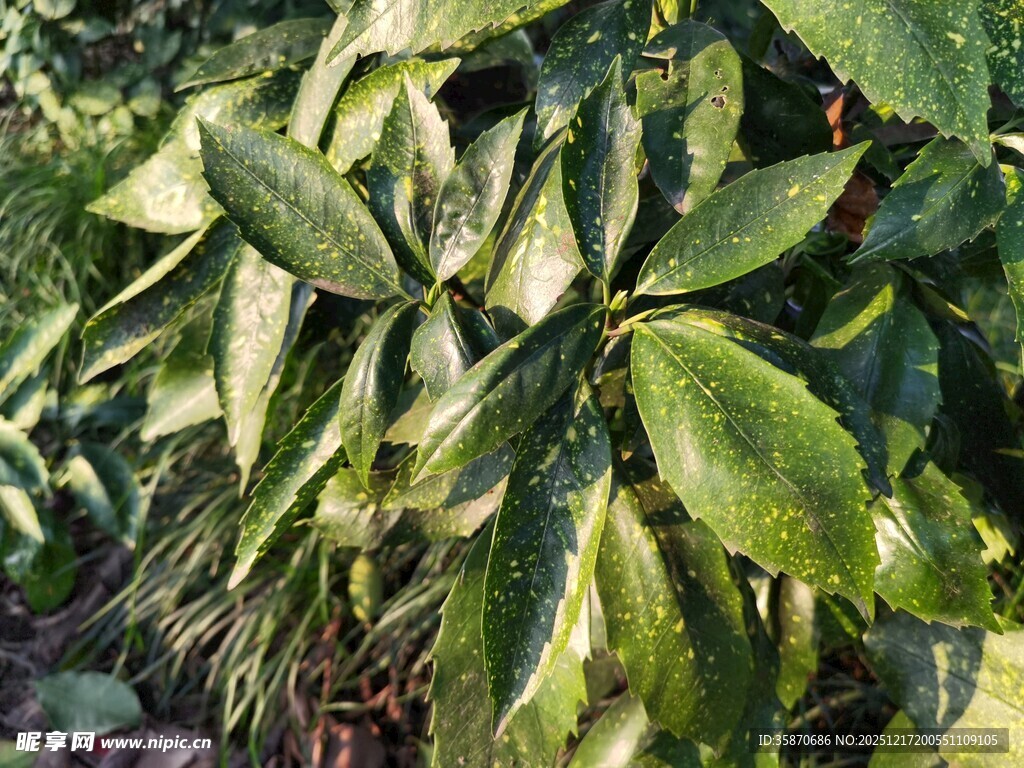翠绿斑斓的植物叶片