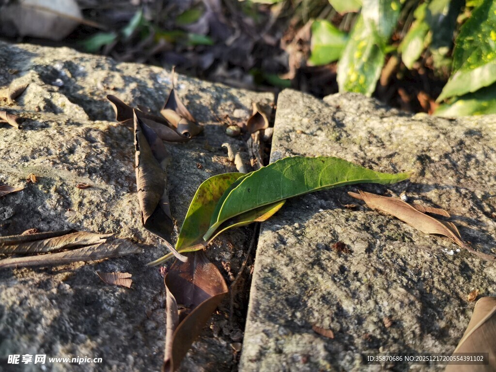 岩石间生长的嫩绿叶片