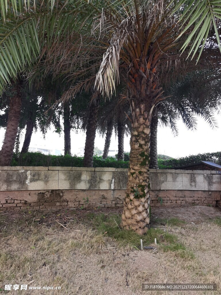 户外棕榈树景观