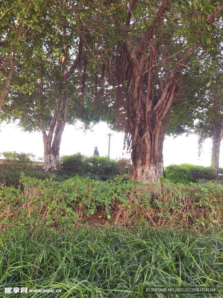 公园中的繁茂树木与绿植