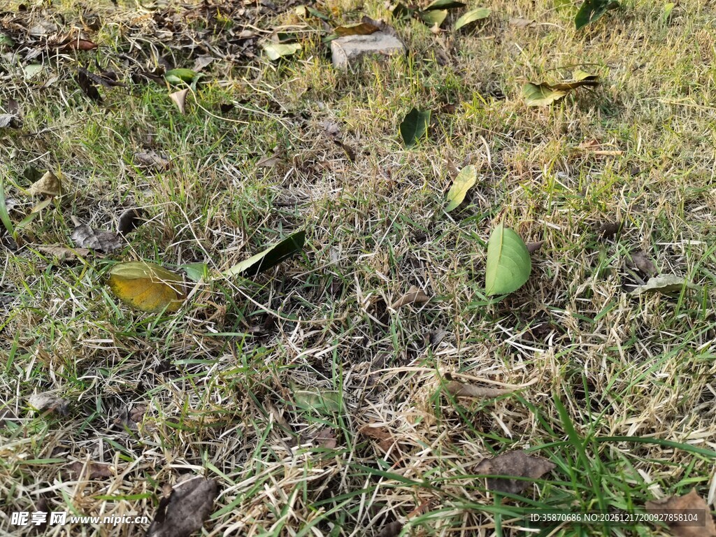 地上散落的绿色芒果