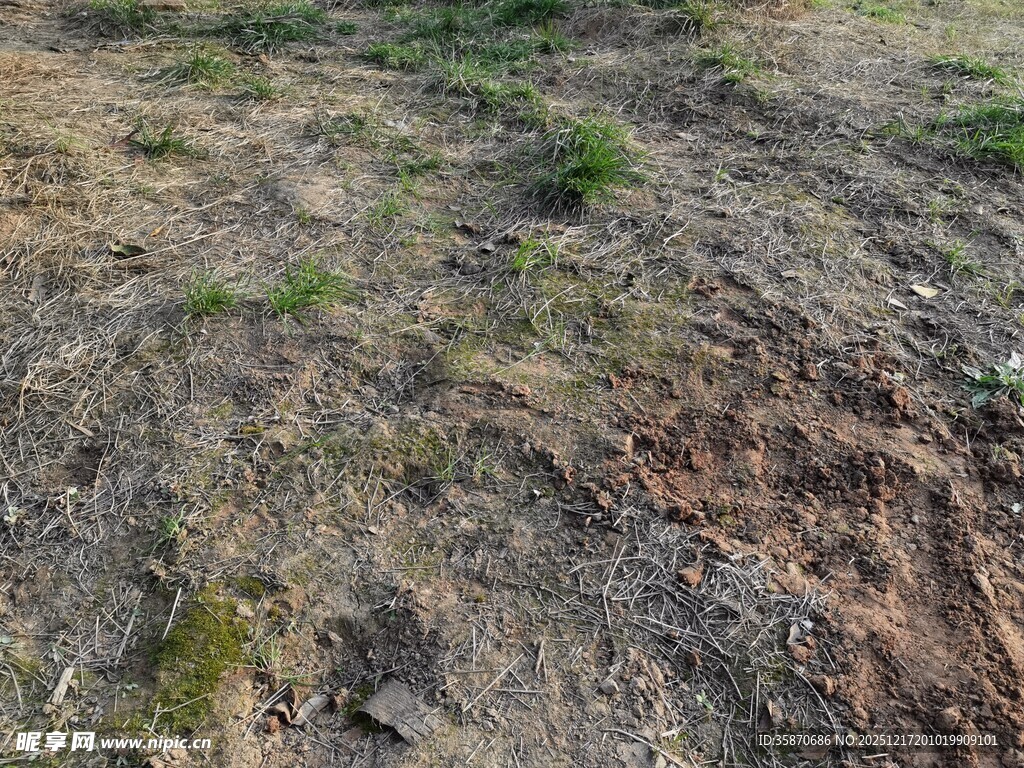 裸露土地与稀疏绿植