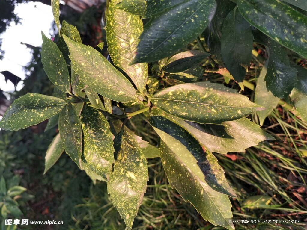 染病的植物叶片特写