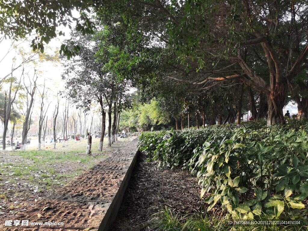 林间小道绿植环绕的静谧处