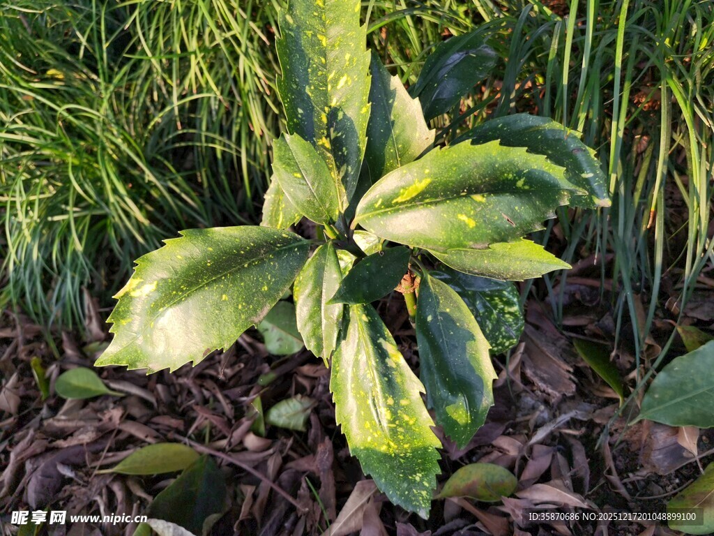 黄绿相间叶片的独特植物
