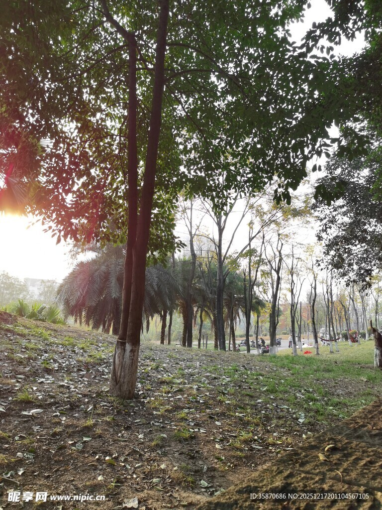 林间晨光下的静谧树林