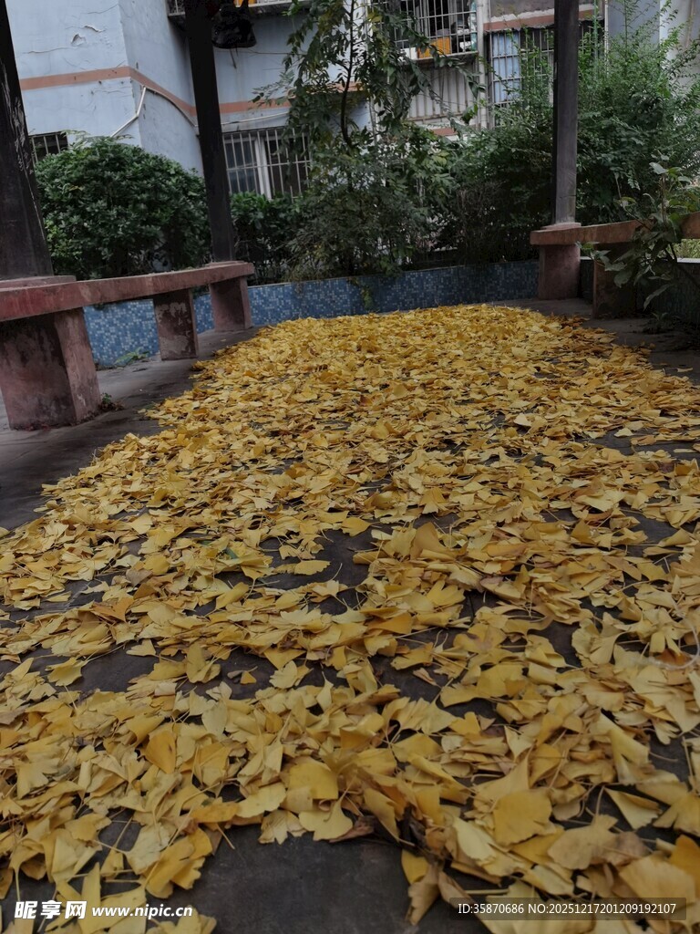 满地金黄银杏叶的美景