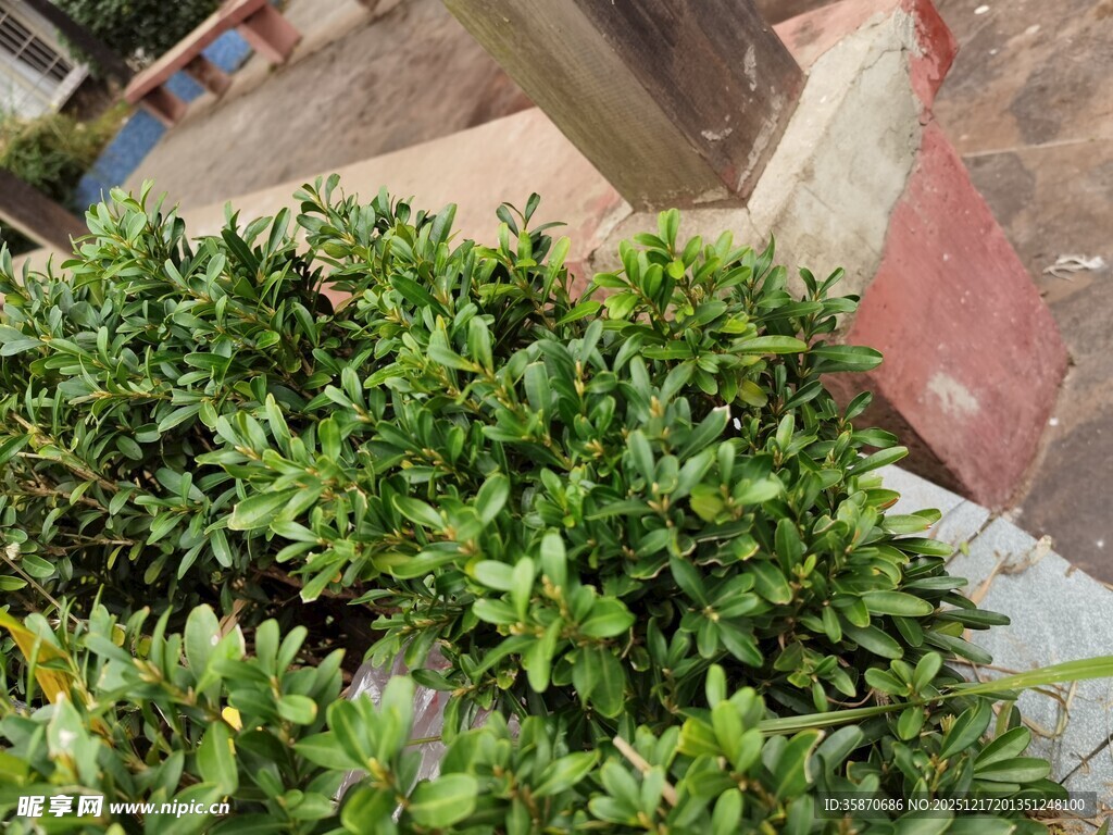 墙边翠绿植物景观