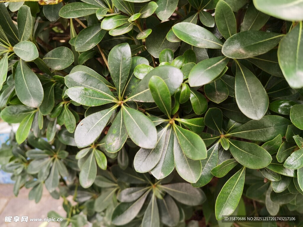 翠绿繁茂的观赏绿植
