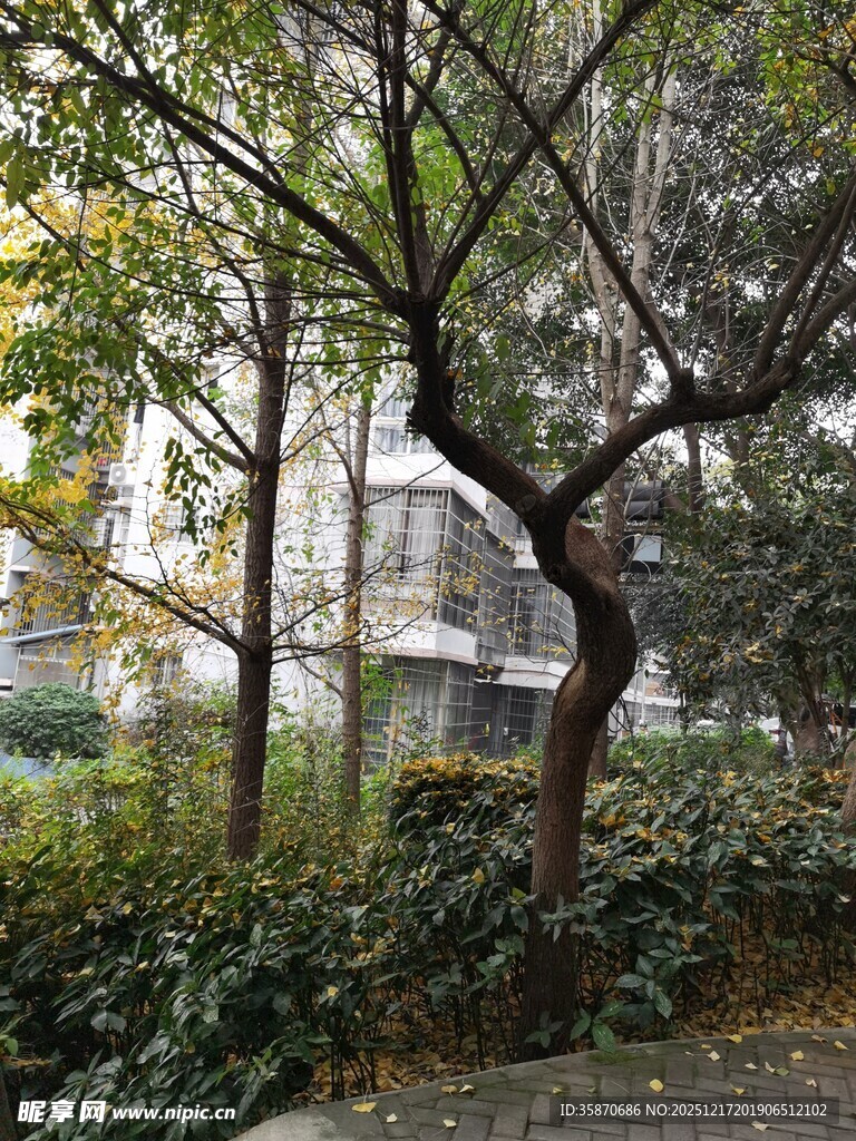 弯曲树干的林间景象