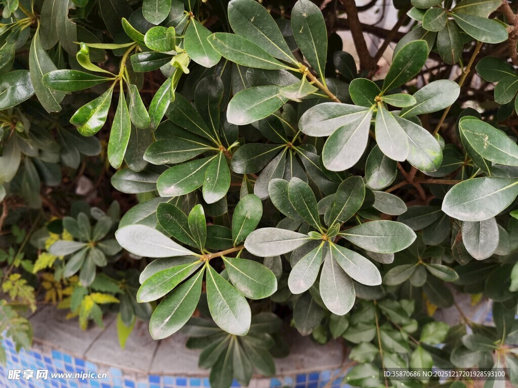 绿叶繁茂的植物特写