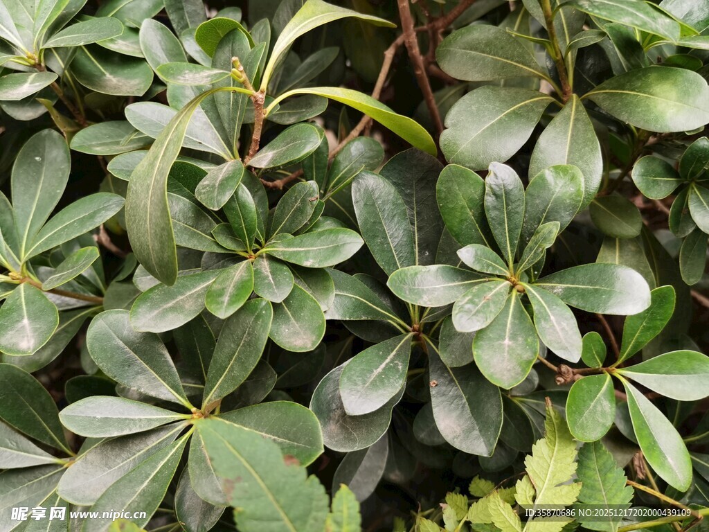 绿叶繁茂的植物景观