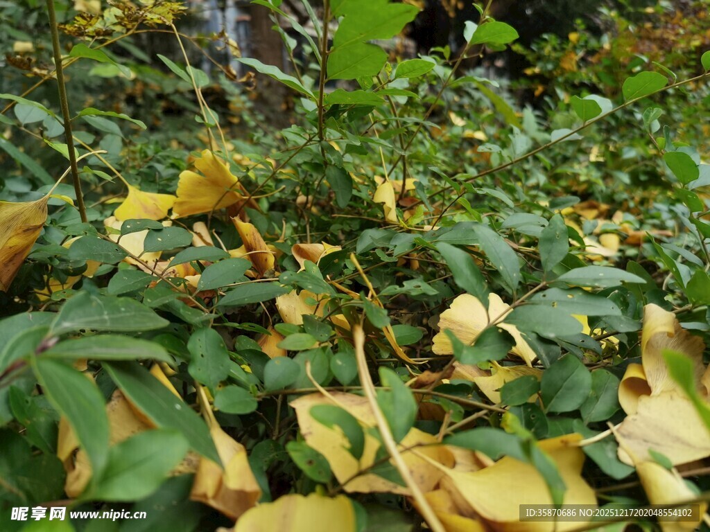 秋日绿植间的斑驳黄叶