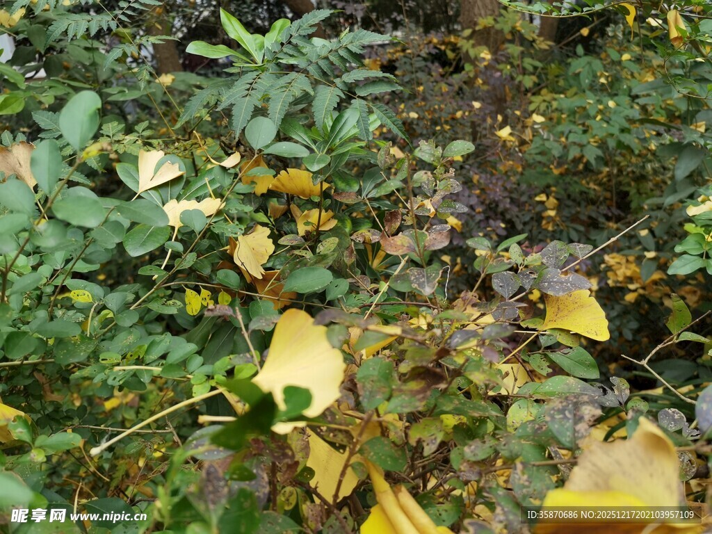 秋日林间斑斓落叶景象