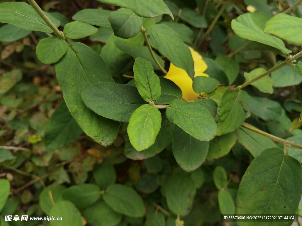 绿叶丛中一抹黄