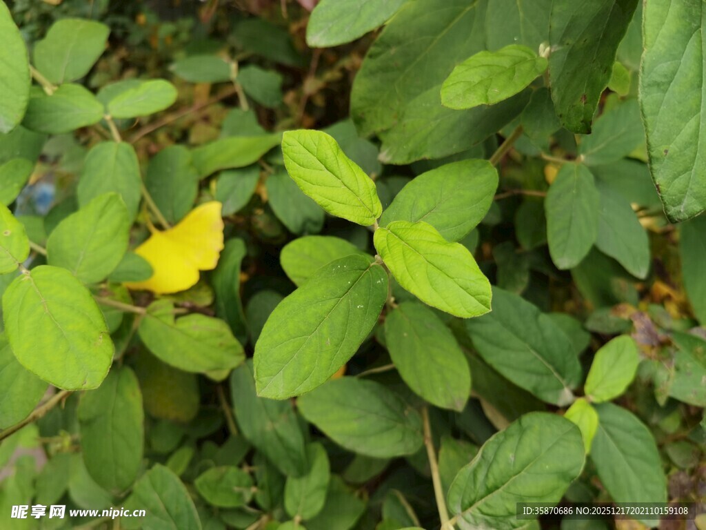 绿叶丛中的黄色小花