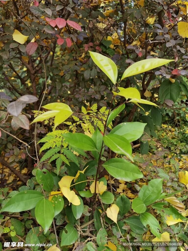 林间多彩植物生机盎然