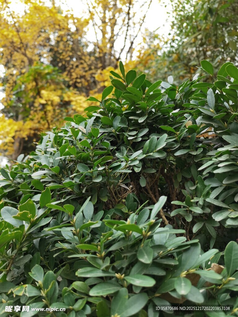 繁茂绿植展现自然生机